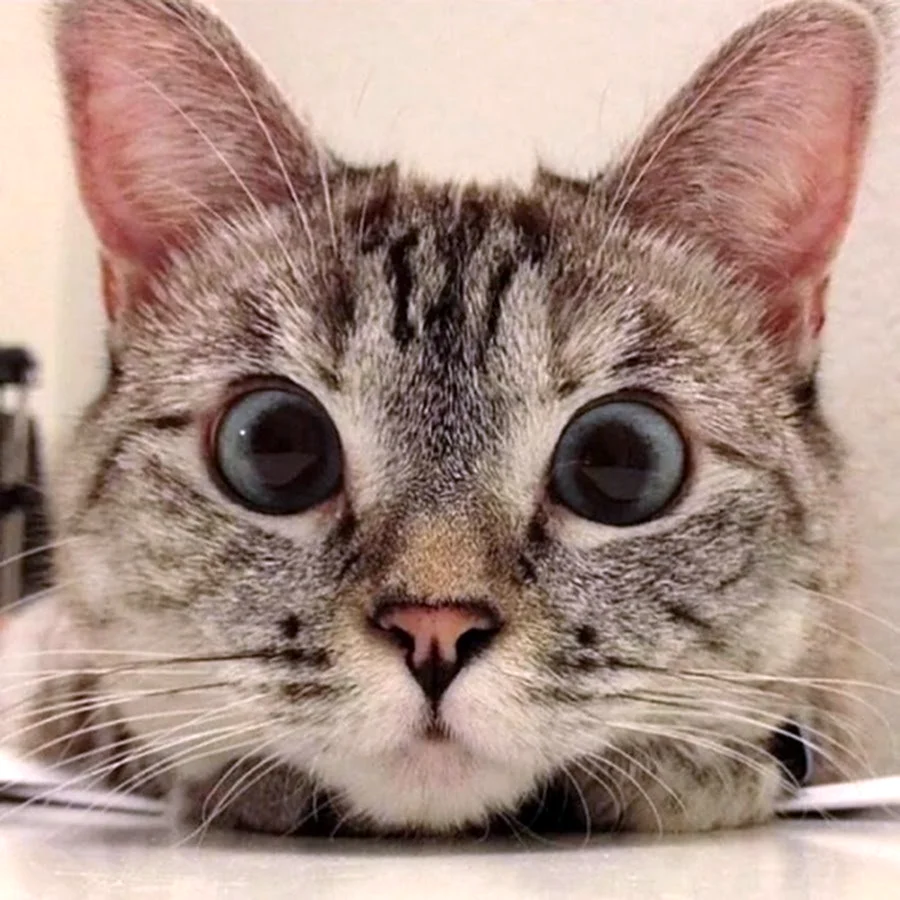 Заинтересованный котик