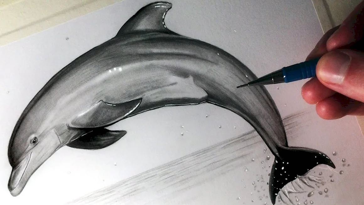 Зарисовка дельфина