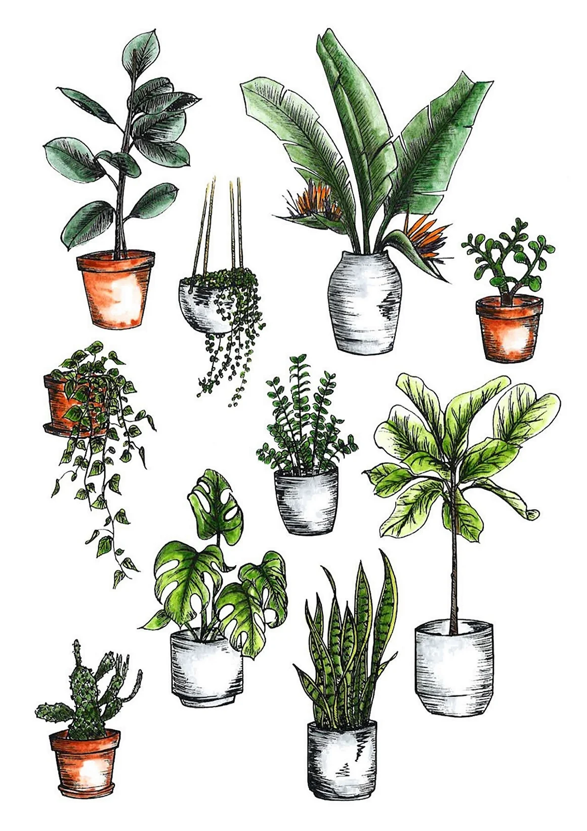 Зарисовки комнатных растений