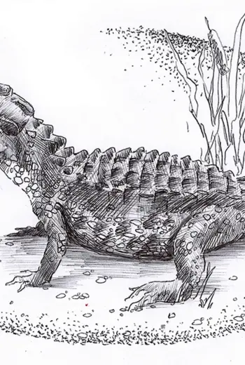 Зарисовки крокодила