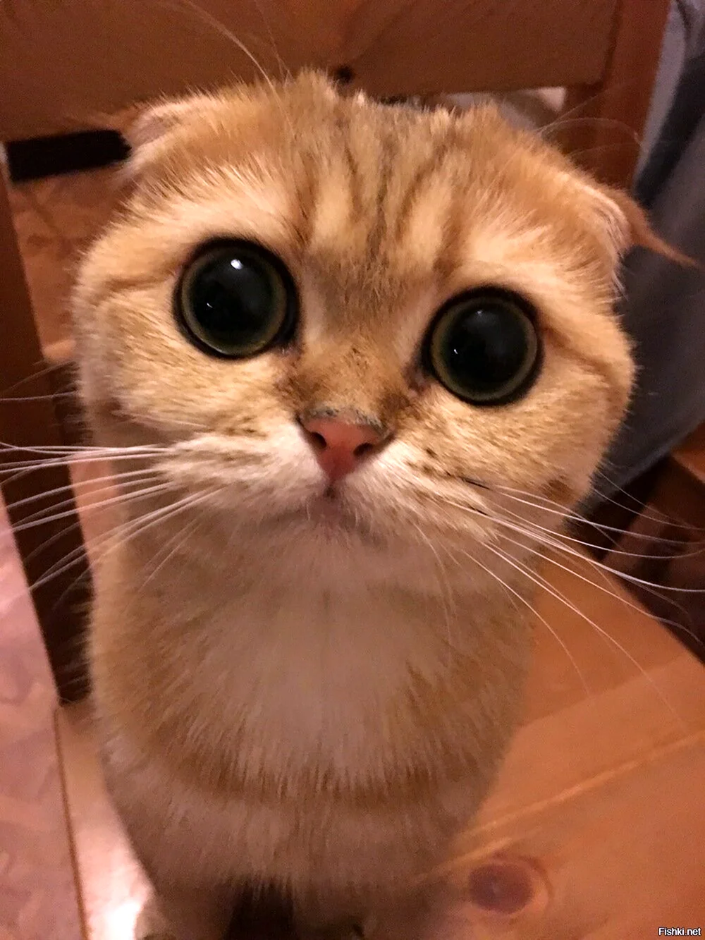 Жалостливые глаза кота из Шрека