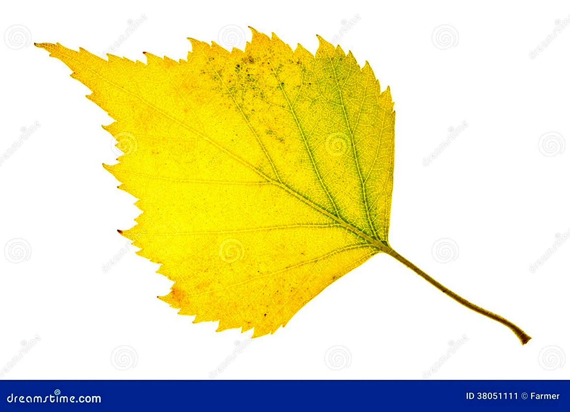 Желтый березовый лист