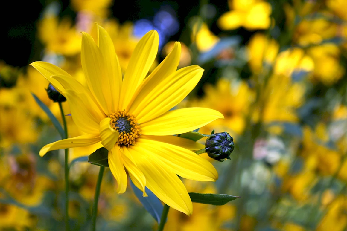 Жёлтый полевой цветок мибири