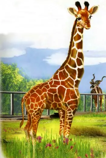 Жираф для детей
