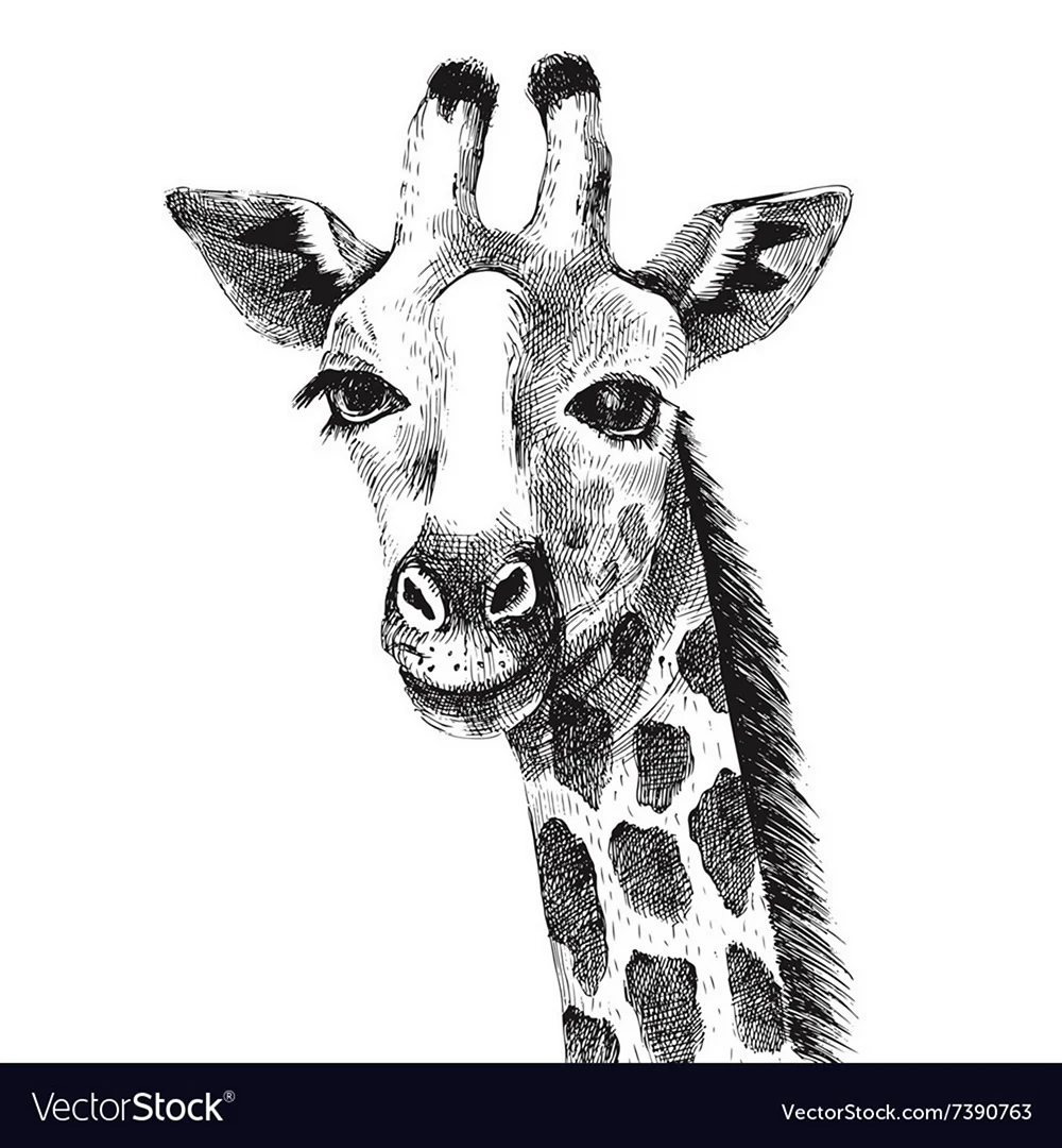 Жираф голова