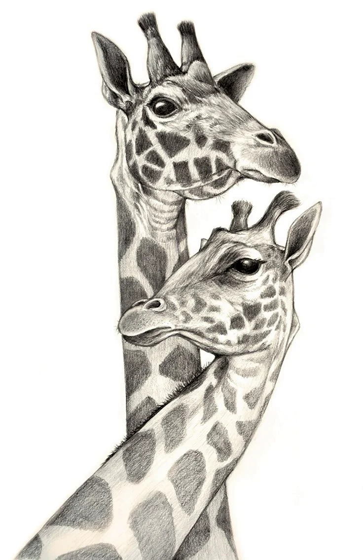 Жираф рисунок карандашом простой