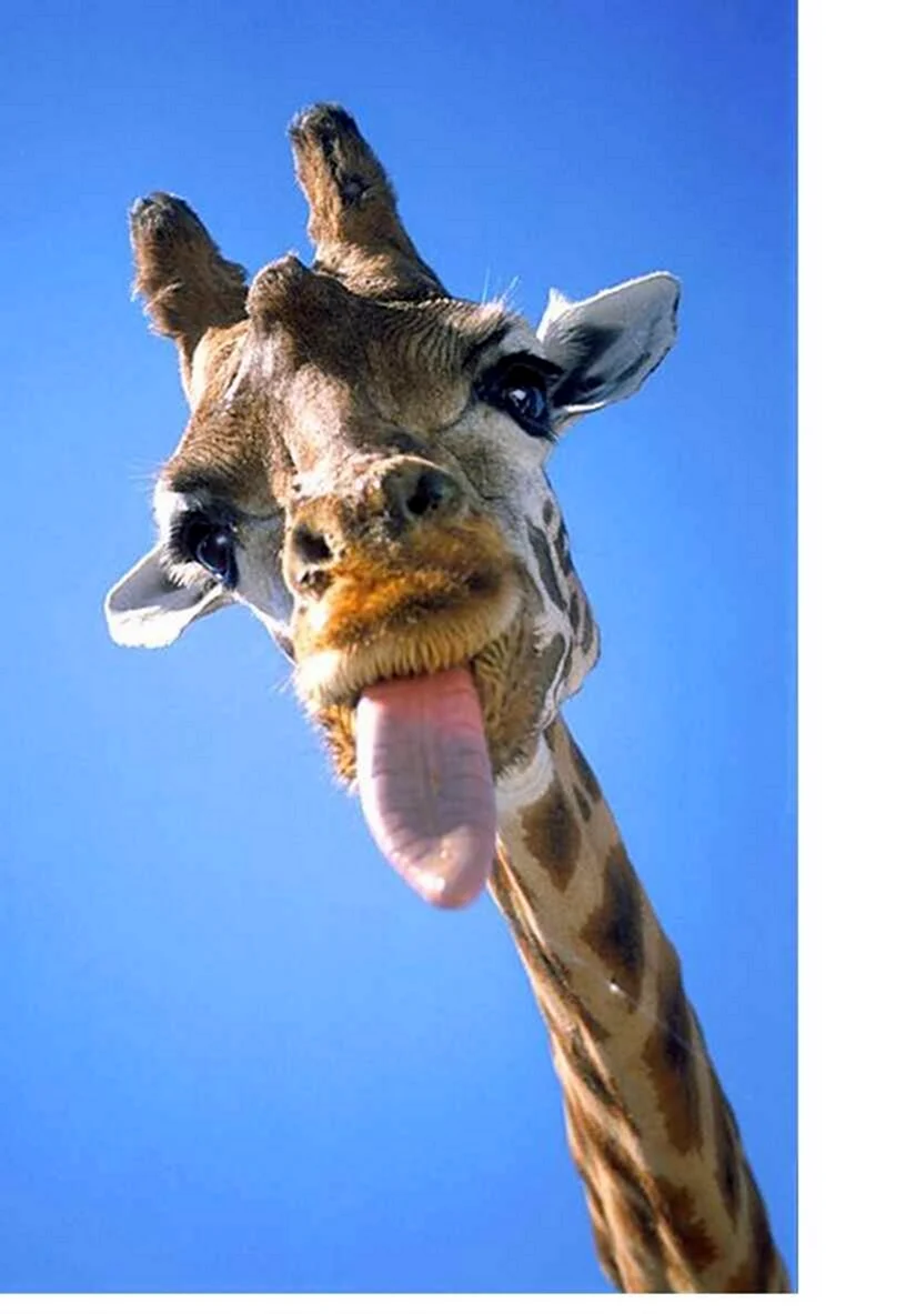 Жираф с высунутым языком