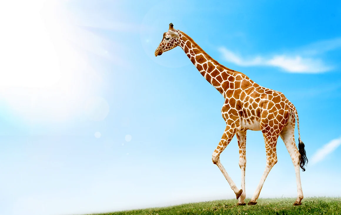 Жираф шагает