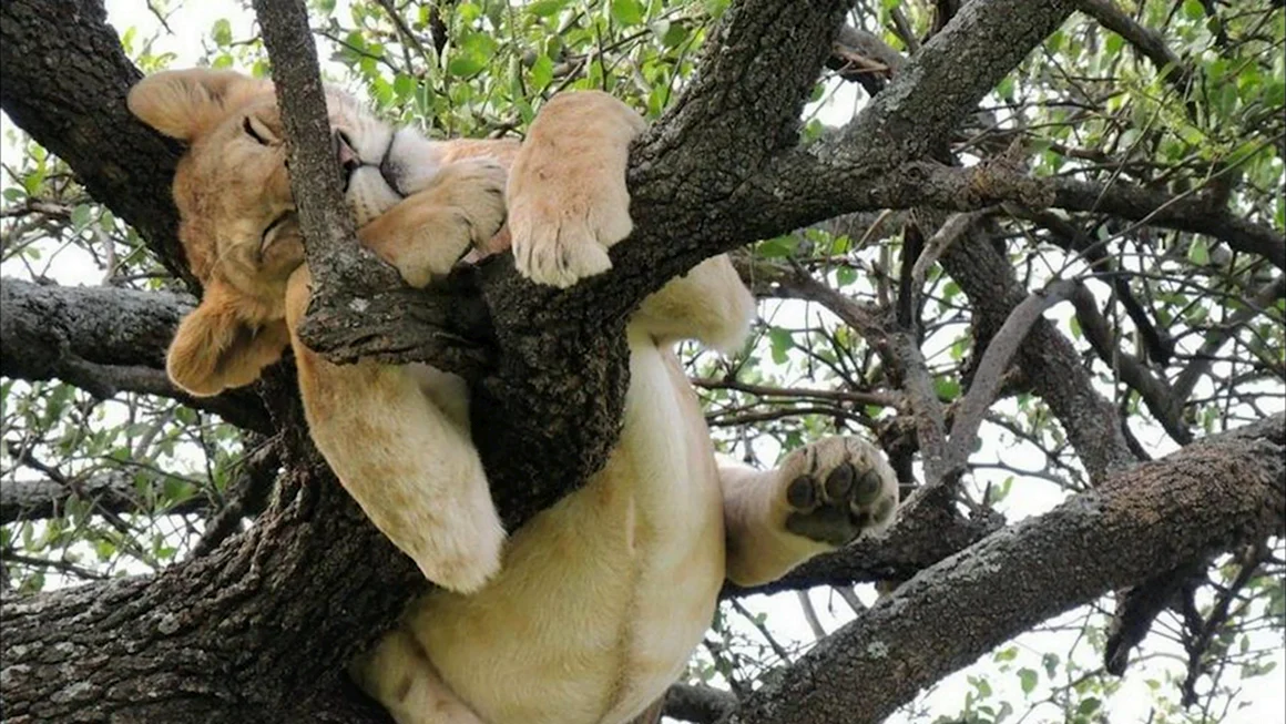 Животное которое спит на дереве