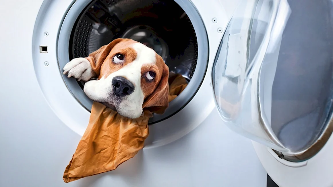 Животные в стиральной машине