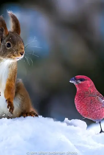 Зимние животные