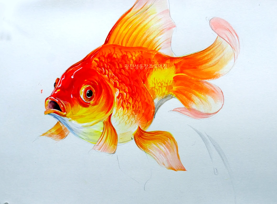 Золотая рыбка рисунок цветной