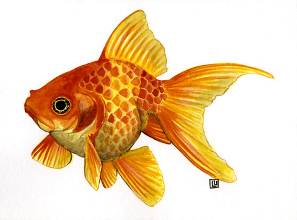Золотая рыбка вид сбоку