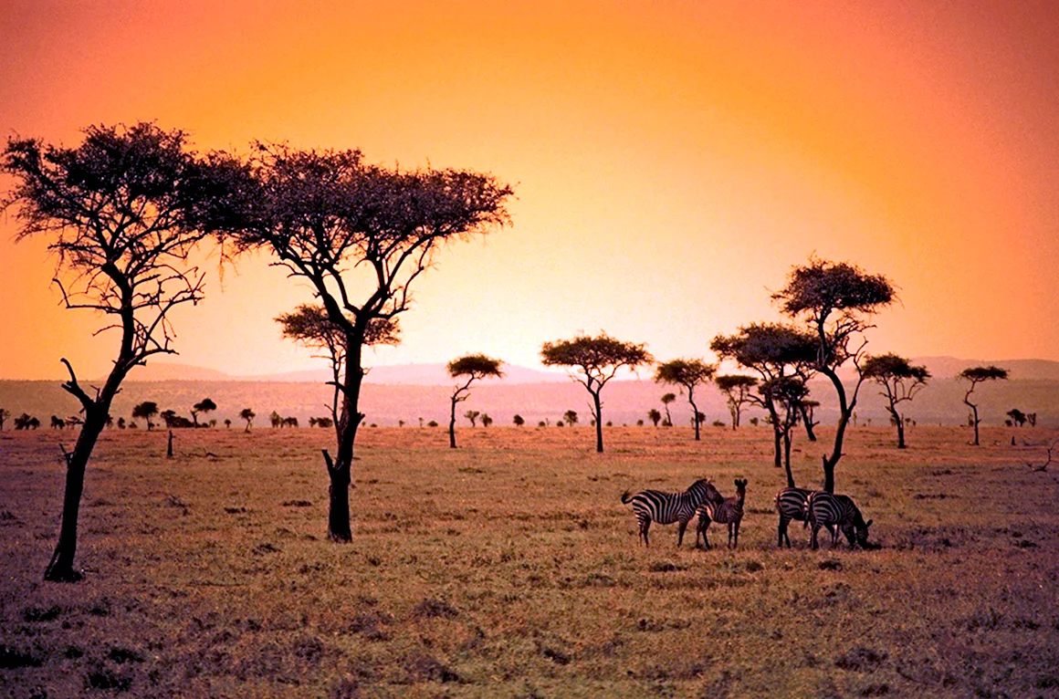 Зона саванн в Африке